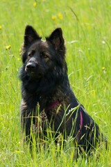 A purebred german shepard dog sitting in the grassland