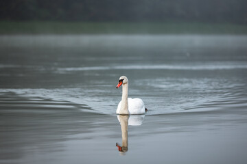 A white swan swimming in water in the river Drava in Maribor. It's an wild animal
