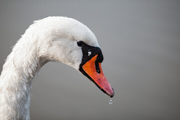 A white swan swimming in water in the river Drava in Maribor. It's an wild animal