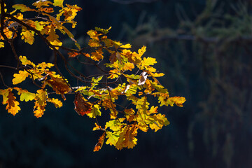autumn leaves on the tree