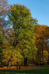 Fototapeta premium autumn trees in the park