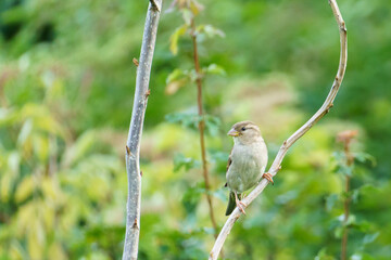 A house sparrow perched on a tree branch