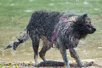 A purebred german shepard dog shaking off the water