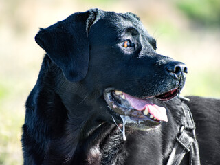 The Big Black Dog: Labrador Retriever (1)