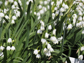 Eine sch&ouml;ne Raublattaster