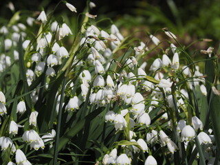 Eine sch&ouml;ne Raublattaster