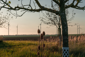 Autumn - Recultivated Landscape