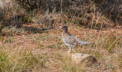 Ruffed Grouse in Autumn in Wyoming