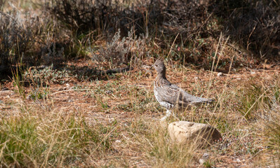 Ruffed Grouse in Autumn in Wyoming