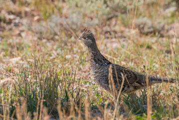 Ruffed Grouse in Autumn in Wyoming