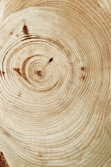 Wooden annual rings texture natural vertical background, round shape of wood timber as nature...