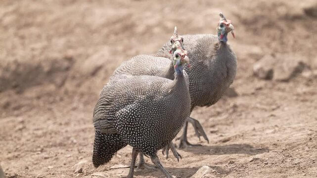 Three Helmeted Guineafowl (Numida meleagris) in southern Africa . Slow motion, 25 percent natural speed.