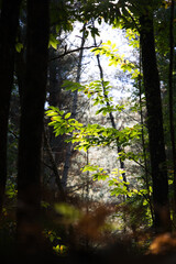 Feuillage arbre nature forêt