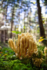 Clavaire champignon gros plan forêt avec mousse humide