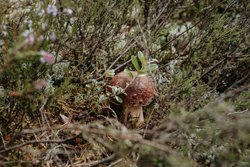 Single mushroom Boletus pinophilus, commonly known as the pine bolete or pinewood king bolete growing in the forest among heather at sunny day