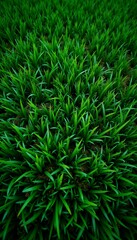Obraz premium Lush green grass growing densely in a vibrant natural setting