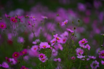 コスモス畑が一面ピンクに染まる秋の景色