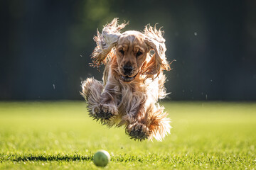 Joyful English Spaniel runs, jumps on a green lawn.