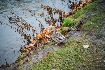 A beautiful duck is peacefully sitting on the soft, lush green grass, which is located near a...