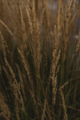 Fototapeta premium ears of wheat