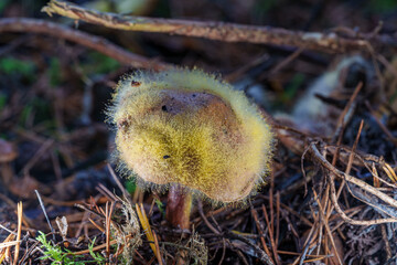 The Unique Fungal Growth That Thrives in the Forest Environment Is Truly Remarkable, Hypomyces...