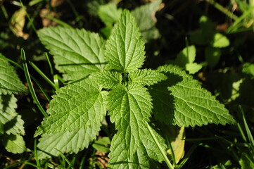 Nettle