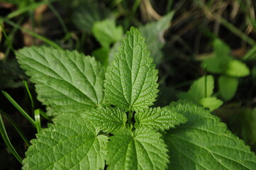 Nettle