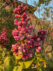 A vibrant bunch of pink flowers is flourishing beautifully on a bush, showcasing their lovely colors in the natural environment