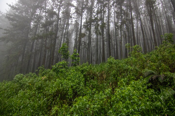 Landscape photograph in the fertile highlands in the subtropical climate. Jungle forest, fields and...