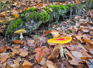 Fly agaric mushrooms in the forest during autumn 
