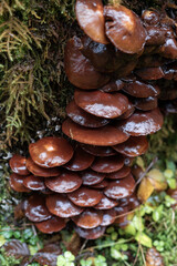 A cluster of brown mushrooms is growing on a tree trunk nearby, hypholoma brunneum
