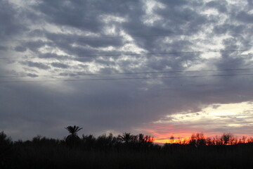 Fototapeta premium A sunset landscape showcases a dramatic cloudy sky. Dark silhouettes of trees contrast with a vibrant orange-red glow at the horizon, while a lone palm tree enhances the tranquil scene, ideal for crea