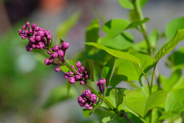 A vibrant bunch of pink flowers is flourishing beautifully on a bush, showcasing their lovely colors in the natural environment
