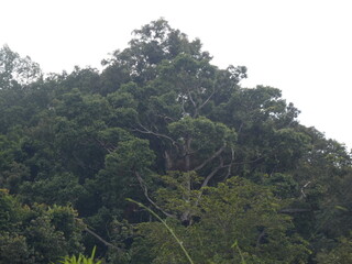 forest, nature, tree, mountain, landscape, green, trees, sky, hill, view, mountains, summer, park, valley, jungle, wood, travel, tropical, leaf, scenic, grass, rainforest, environment, road, river