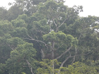 forest, nature, tree, mountain, landscape, green, trees, sky, hill, view, mountains, summer, park, valley, jungle, wood, travel, tropical, leaf, scenic, grass, rainforest, environment, road, river