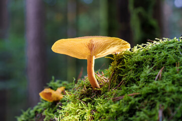 A Golden Mushroom on a Mossy Forest Floor, basking in Natural Light, showcasing beauty,...