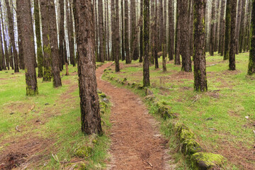 Obraz premium Protected landscape of Las Lagunetas in Tenerife, a natural setting with a path surrounded by lush Canary pines
