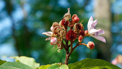 lipstick treee on zanzibar island