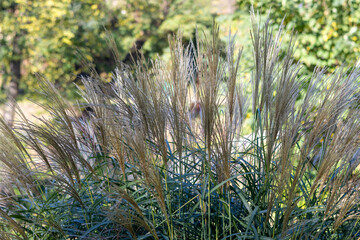 Miscanthus sinensis, the eulalia or Chinese silver grass, is a species of flowering plant in the...