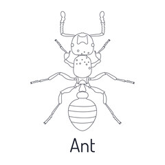 Ant. Insects. Fauna coloring page. Graphic sketch with title. Vector illustration.