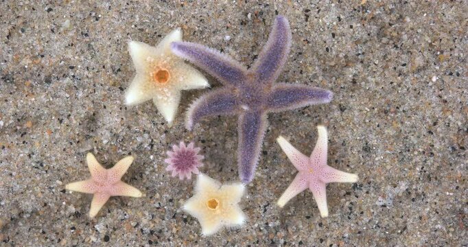 Young starfish: Crossaster papposus, Henricia, Asterias rubens, Pteraster militaris close-up. Inhabitants of the White Sea.