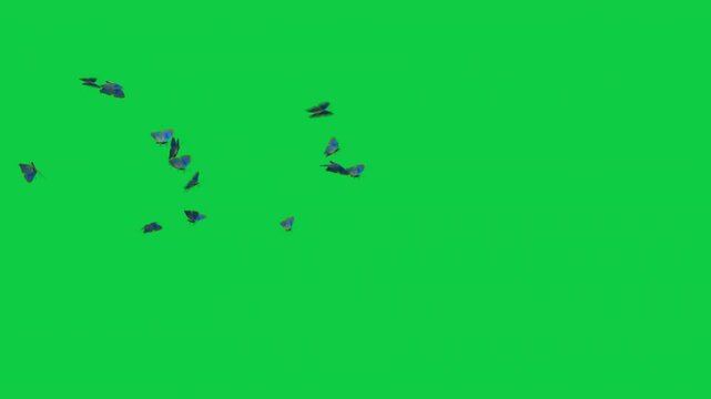 4 Melissa Blue Butterflies Swarms Animation - Overlay Graphic Element Green Screen