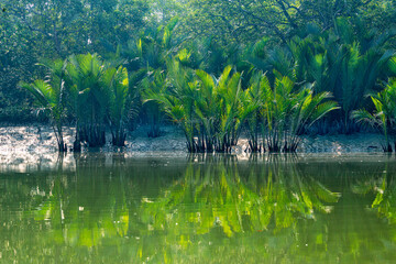 Sundarban