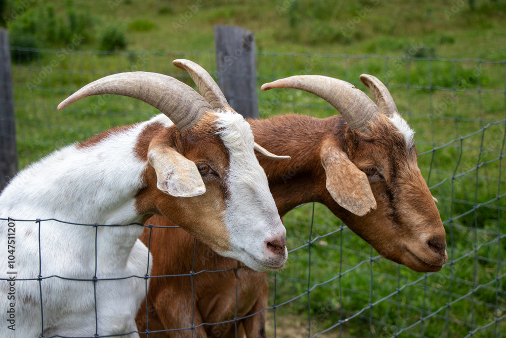 Wall mural Two goats haning over a fence