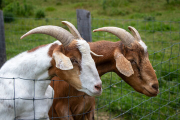 Two Goats Haning Over Fence