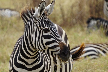 zebra close up looking to the side 