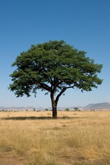 Obraz premium striking image of lone tree standing tall in vast savanna under clear blue sky, strength and endurance in simplicity of nature