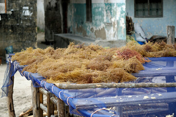 drying seaweed in a village at zanzibar