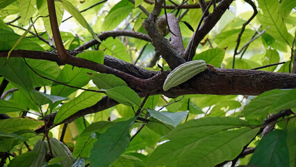 cacao plant on zanzibar island