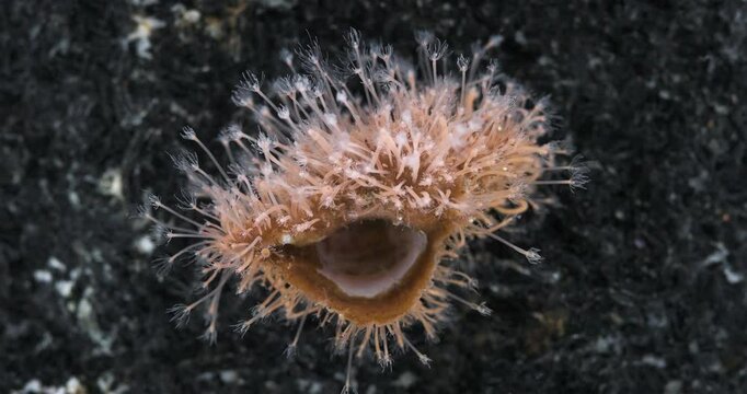 Hydrozoa family Hydractiniidae under microscope, genus Hydractinia, possibly Hydractinia echinata. Colony usually settles on shells of mollusca or hermit crabs. White Sea